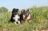 CHIEN FINNOIS DE LAPONIE 004